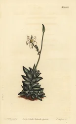 Witbloemige anacampseros