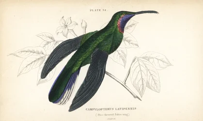 Witstaartsabelvleugel, Campylopterus ensipennis (blauwkeelsabelvleugel, Trochilus latipennis). Met de hand ingekleurde staalgravure door William Lizars uit Sir William Jardines „Naturalist