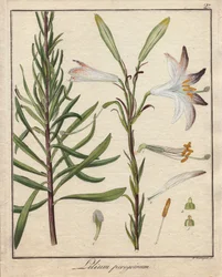 Witte lelies. Gekleurde kopergravure, in Botanique Medicinale (gepubliceerd in Berlijn, Duitsland)