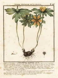 Winterakoniet, Eranthis hyemalis