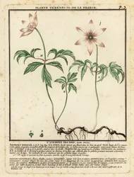Bosanemoon, Anemone nemorosa