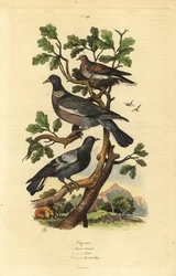 Houtduif, Columba palumbus, gewone duif, Columba livia, en tortelduif, Streptopelia risoria