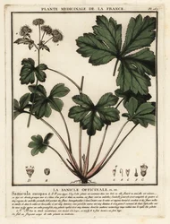 Heelkruid, Sanicula europaea