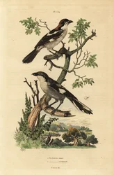 Roodkopklauwier, Lanius senator, en zuidelijke grijze klauwier, Lanius meridionalis