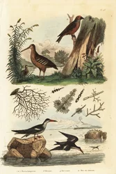 Houtsnip, Scolopax rusticola, gewone kruisbek, Loxia curvirostra, en zwarte schaarbek, Rynchops niger, houtsnip, kruisbek en schaarbek
