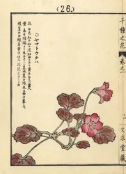 Yamato uchiwa of iwakagami, Schizocodon soldanelloides, Japanse alpenplant