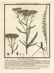 Duizendblad, Achillea millefolium