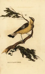 Geelstuitvliegenvanger, Ficedula zanthopygia