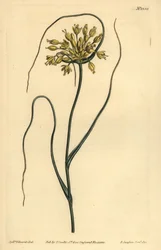 Gele knoflook, Allium flavum