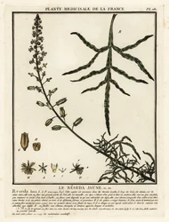 Gele reseda, Reseda lutea