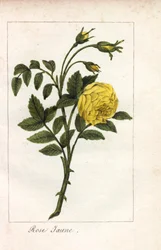 Gele roos, Rosa lutea. Handgekleurde kopergravure van een illustratie door Miss Prudhomme uit 