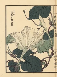 Yuugao, hyoutan, kalebas of flespompoenbloem, Lagenaria siceraria - Kusa Bana Hyakushu (Honderd variëteiten bloemen), Tokyo