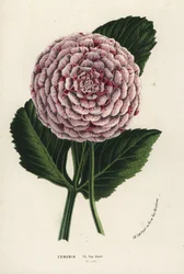 Zenobia dahlia hybride, Dahlia coccinea - Flore des Serres et des Jardins de l