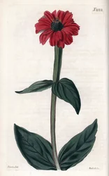 Zinnia heeft rode bloem. Kopergravure, met John Curtis en gegraveerd door Weddell, gepubliceerd in Curtis Botanical Magazine