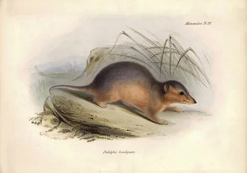 Zoologie: De "Didelphis brachiura" van de Opossum familie beschreven door Charles Darwin tijdens zijn ontdekkingsreis aan boord van de Beagle. Plaat uit "The Zoology of the voyage of H.M.S. Beagle onder het bevel van Kapitein Fitzroy tijdens de jaren 1832 