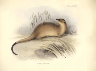 Zoologie: De "Didelphis crassicaudata" van de Opossum familie beschreven door Charles Darwin tijdens zijn ontdekkingsreis aan boord van de Beagle. Plaat uit "The Zoology of the voyage of H.M.S. Beagle onder het bevel van Kapitein Fitzroy tijdens de jaren 1