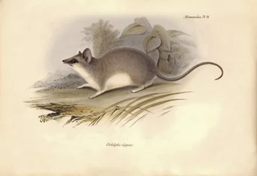 Zoologie: De Didelphis elegans van de Opossums familie beschreven door Charles Darwin tijdens zijn ontdekkingsreis aan boord van de Beagle. Plaat uit The Zoology of the voyage of H.M.S. Beagle onder het bevel van kapitein Fitzroy tijdens de jaren 1832 tot 
