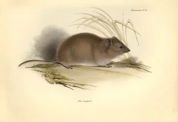 Zoologie: De Mus longipilis (van de familie van veldratten) beschreven door Charles Darwin tijdens zijn ontdekkingsreis aan boord van de Beagle. Plaat uit The Zoology of the voyage of H.M.S. Beagle onder het bevel van kapitein Fitzroy tijdens de jaren 1832