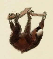 Zoologie: luiaard (Bradypus tridactylus)
