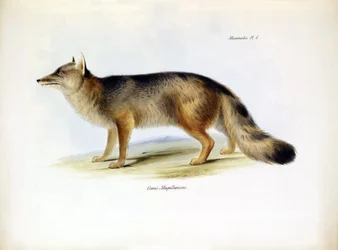 Zoölogie: weergave van de "Canis fulvipes" Zuid-Amerikaanse vos beschreven door Charles Darwin tijdens zijn reis aan boord van de Beagle. Plaat uit "The zoology of the voyage of H.M.S. Beagle under the command of Captain Fitzroy during the years 1832-1836"