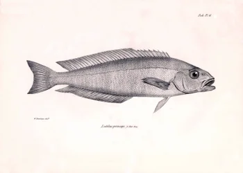 Zoologie: weergave van de vis Latilus princeps beschreven door Charles Darwin tijdens zijn reis aan boord van de Beagle. Plaat uit The zoology of the voyage of H.M.S. Beagle onder het bevel van kapitein Fitzroy tijdens de jaren 1832-1836