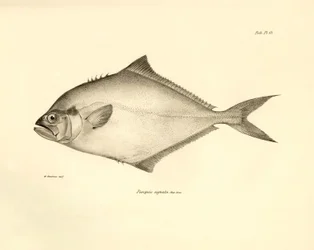 Zoölogie: weergave van de vis 