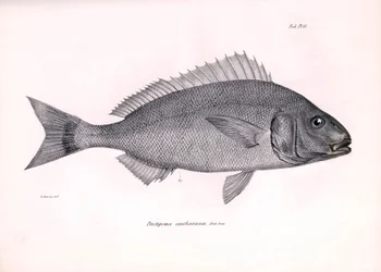 Zoologie: weergave van de vis Pristipoma cantharinum beschreven door Charles Darwin tijdens zijn reis aan boord van de Beagle. Plaat uit The zoology of the voyage of H.M.S. Beagle onder het bevel van kapitein Fitzroy tijdens de jaren 1832-1836