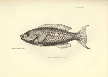 Zoölogie: weergave van de vis 