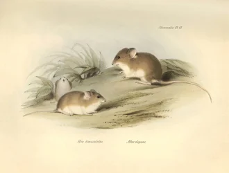 Zoologie: de 