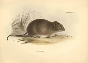 Zoölogie: de 