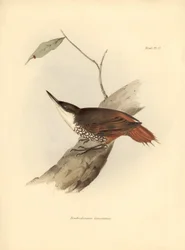 Ornithologie: Dendrodamus leucosternus vogel van Zuid-Amerika geobserveerd en beschreven door Charles Darwin (1809-1882). Plaat uit The zoology of the voyage of H.M.S. Beagle. Deel III, Vogels beschreven door John Gould, met opmerking over hun gewoonten do