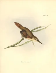 Ornithologie: Limnornis rectirostris zangvogel van Zuid-Amerika geobserveerd en beschreven door Charles Darwin (1809-1882). Plaat uit The zoology of the voyage of H.M.S. Beagle. Deel III, Vogels beschreven door John Gould, met opmerking over hun gewoonten 