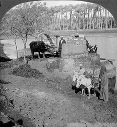 Een Egyptische sakieh, of door ossen aangedreven emmerpomp, Egypte