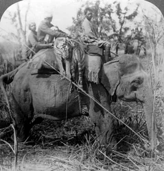 Dode tijgers terug naar het kamp dragen, Behar jungle, India