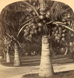 Kokosbomen in het witte zand van Florida, VS, ca. 1900