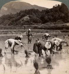 Landarbeiders die rijstscheuten verplanten nabij Kyoto, Japan, 1904