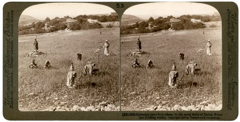 Onkruid verzamelen uit tarwe in de stenige velden van Bethel Baytin, Palestina, 1900