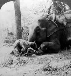 Mahout verwijdert een doorn uit de voet van een olifant, Behar tijgerjacht, India, ca. 1900