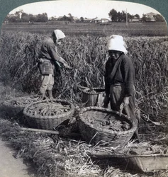 Boeren die gierst snijden, nabij Yokohama, Japan, 1904