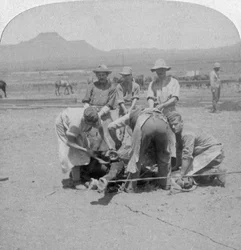 Paarden beslaan in Naauwpoort, Zuid-Afrika, Boerenoorlog, 1900
