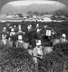 Theeplukken in Uji, Japan, 1904