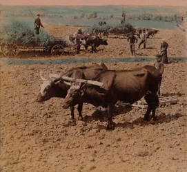 Spaarzame plattelandsmensen met hun vee aan het werk op een boerderij nabij Jonkoping, Zweden, 1905