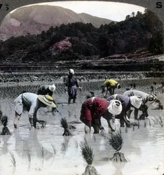 Rijst planten in een rijstveld, Japan, 1904