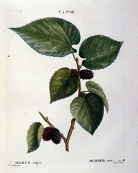 Een zwarte moerbeiboom en zijn vruchten: botanische plaat uit de 19e eeuw