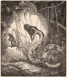 Een boa constrictor opent de bek om een konijn te verslinden (gravure)