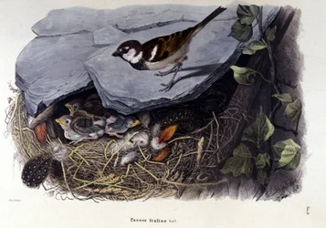 Een bord dat een gewone vogel (of mus) bij zijn nest voorstelt