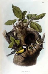 Een bord met een gewone vogel (of mus) bij zijn nest.