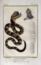 Een ratelslang. Plaat uit een Natuurlijke Geschiedenis Verhandeling van 