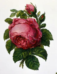 Een roos