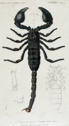 Afrikaanse Schorpioen - Natuurhistorisch Bord